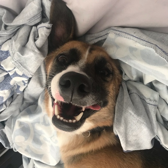 🐶🐾❤️ Meet your Posher, Ash ❤️🐾🐶 - Picture 4 of 4